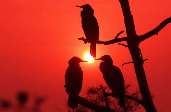 bird fair in keoladeo national park bharatpur