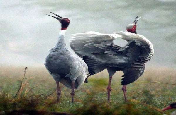 bird fair in keoladeo national park bharatpur