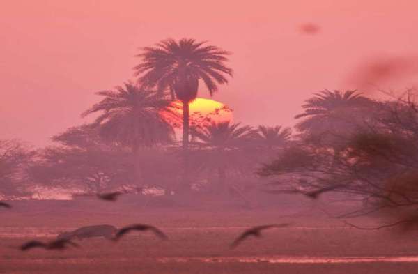 bird fair in keoladeo national park bharatpur