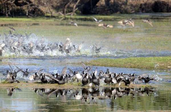 bird fair in keoladeo national park bharatpur