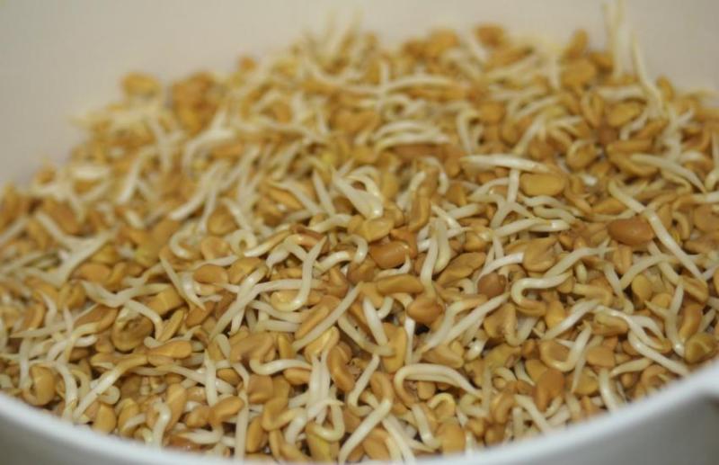 sprouted fenugreek