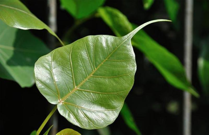 peepal leaf