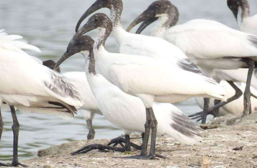 Black headed ibis in cities