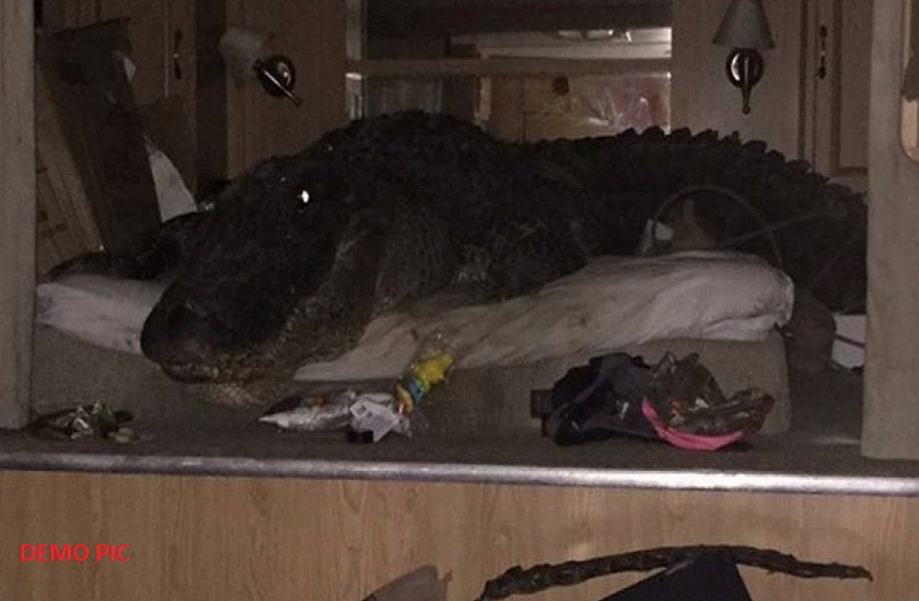 farmer wakes up and find crocodile under his bed in gujrat