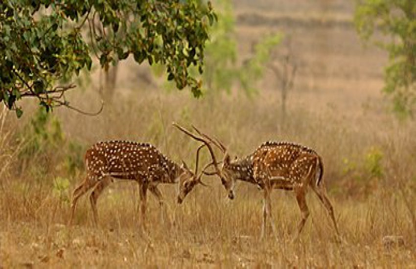Chital will be shifted