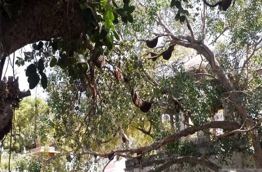 People fear from honey bees in Bilara