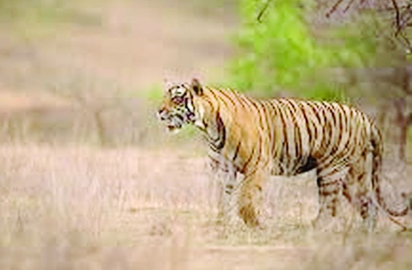 सरिस्का भेजा जाएगा बाघ