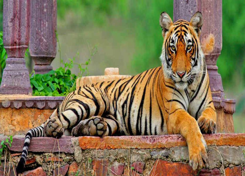 Male Tiger Shifting From Ranthambhore To Sariska Alwar