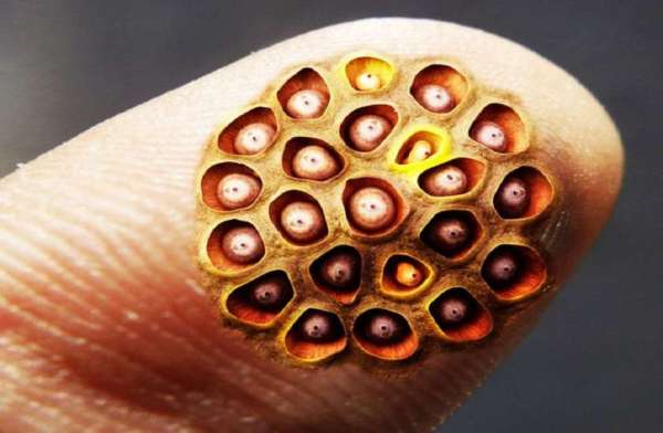 irregular patterns or clusters of small holes