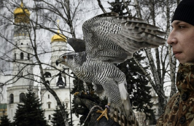 hawks keep watch over Kremlin golden domes Moscow