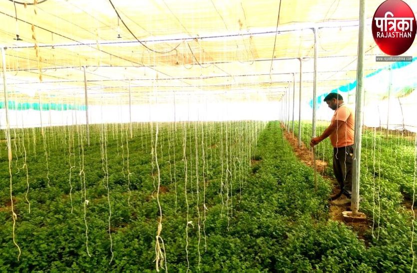 Crop irrigation from green house in pali