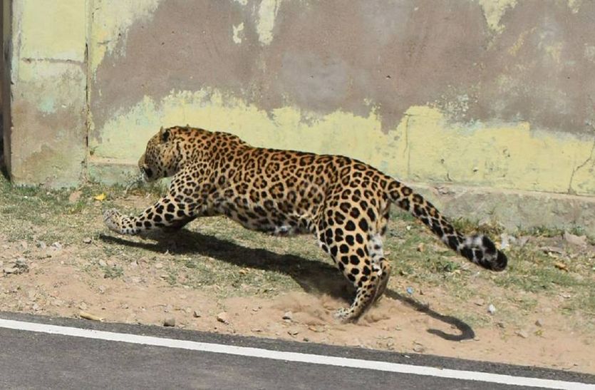 Reason Of Panther Coming In Alwar City
