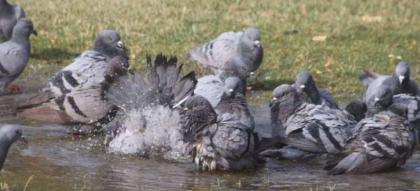 beautiful pics of birds in summer