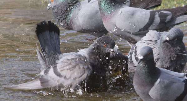 beautiful pics of birds in summer