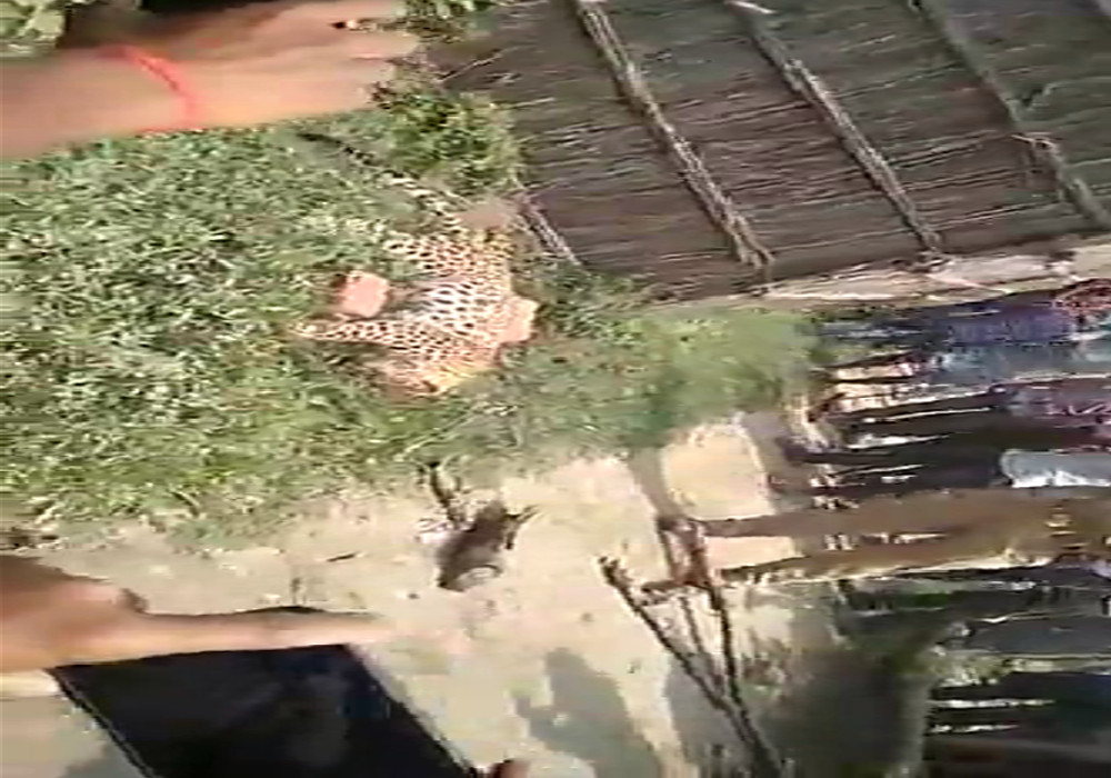 गुस्साए ग्रामीणों ने तेंदुए को पीट-पीट कर मार डाला
