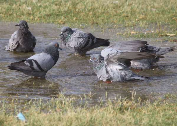 beautiful pics of birds in summer
