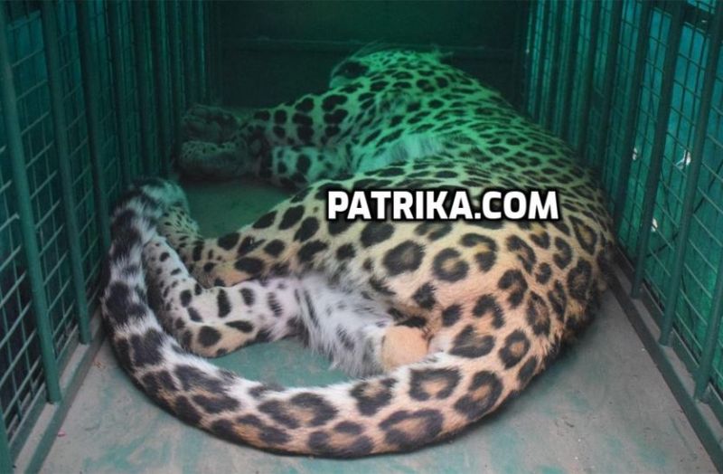 Rescue Of Panther Enter In Farm House In Malakhera Alwar