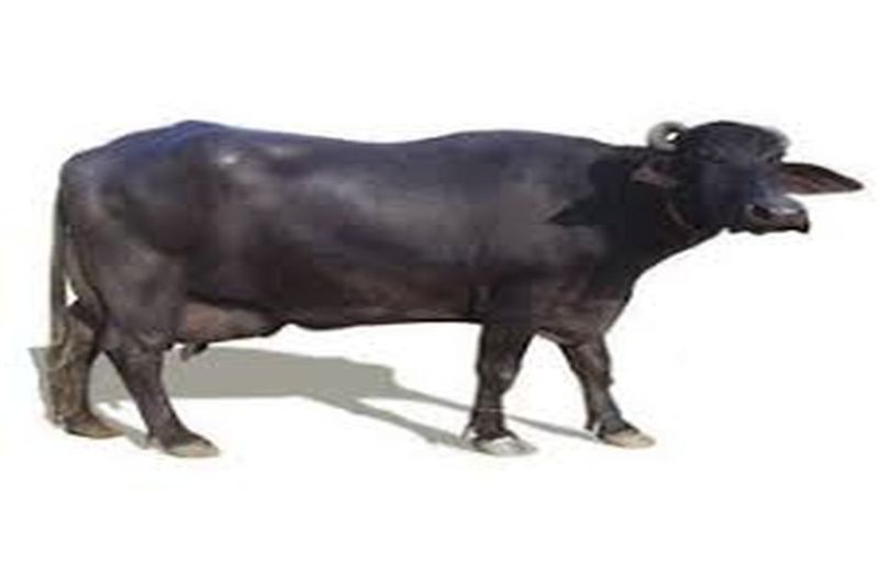 The best breed of Murrah buffalo will be born in Bikaner