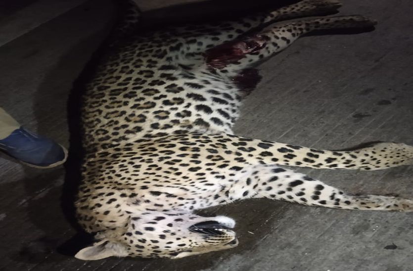 Panther