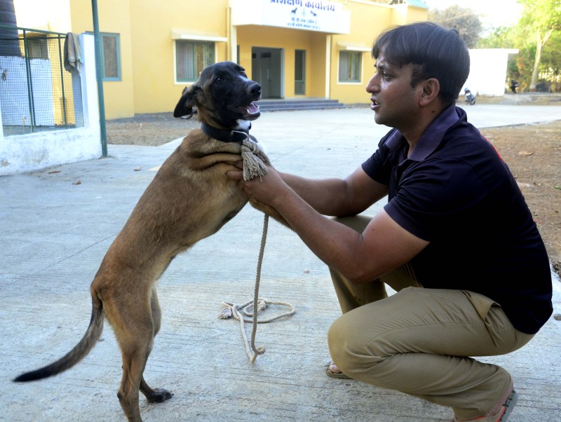 Belgian Malinois Dog in MP police
