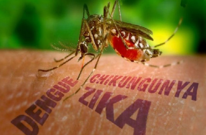 Mosquito outbreak in kota