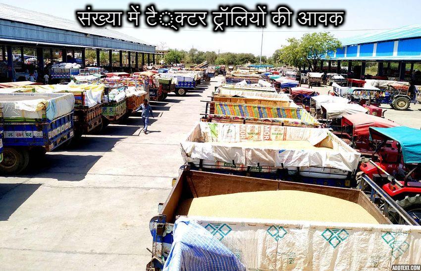 52 bigha mandi, shortened from the bumper arrivals