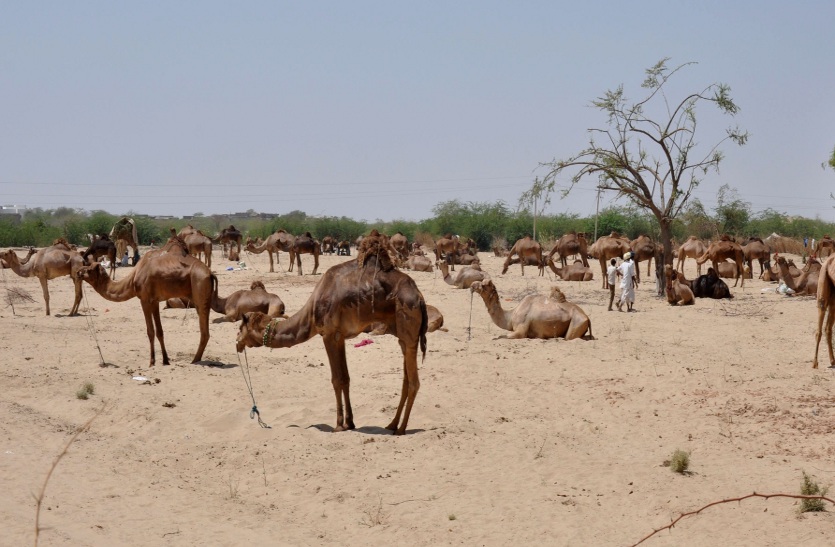 Tilwara cattle fair