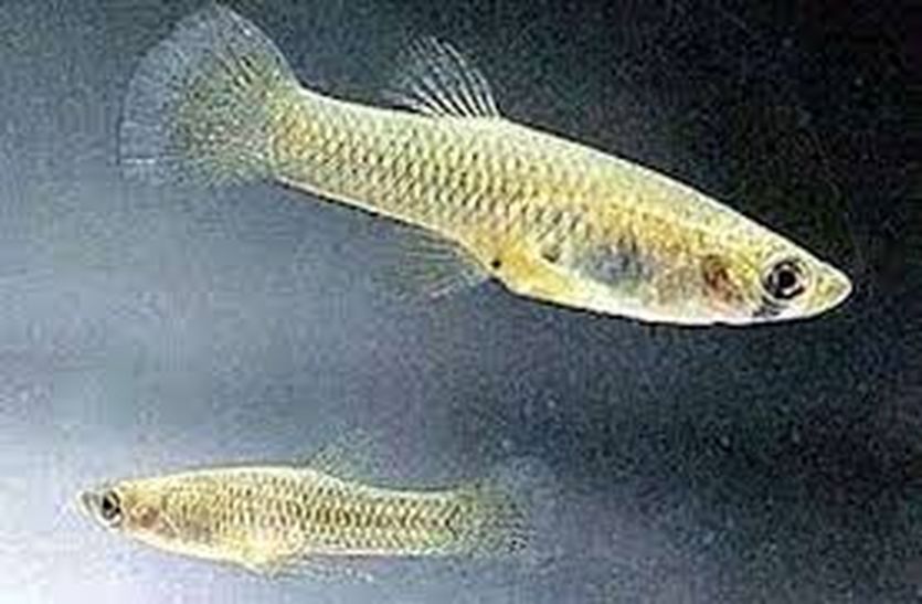 Ajmer fishes to digest pali larvae