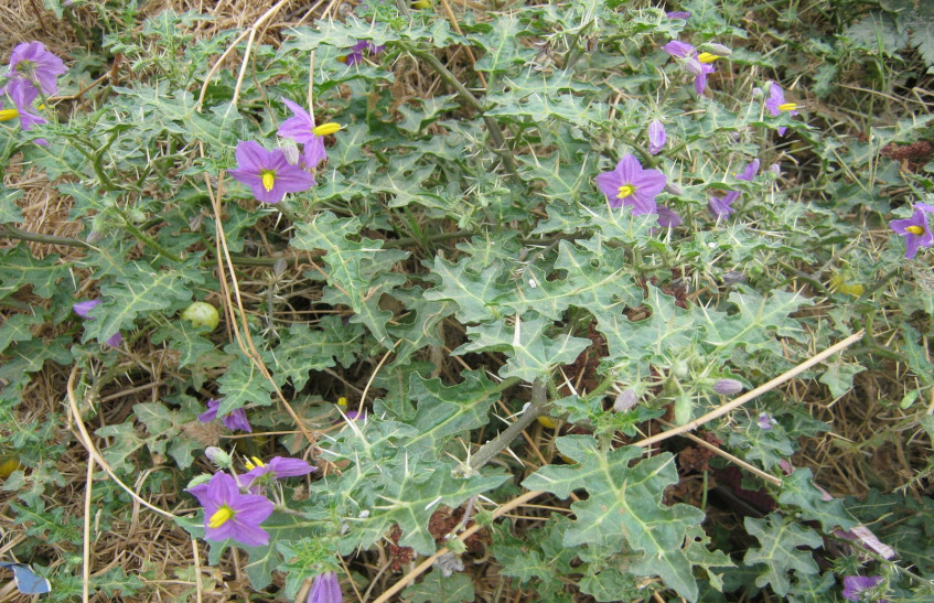 ayurvedic plant