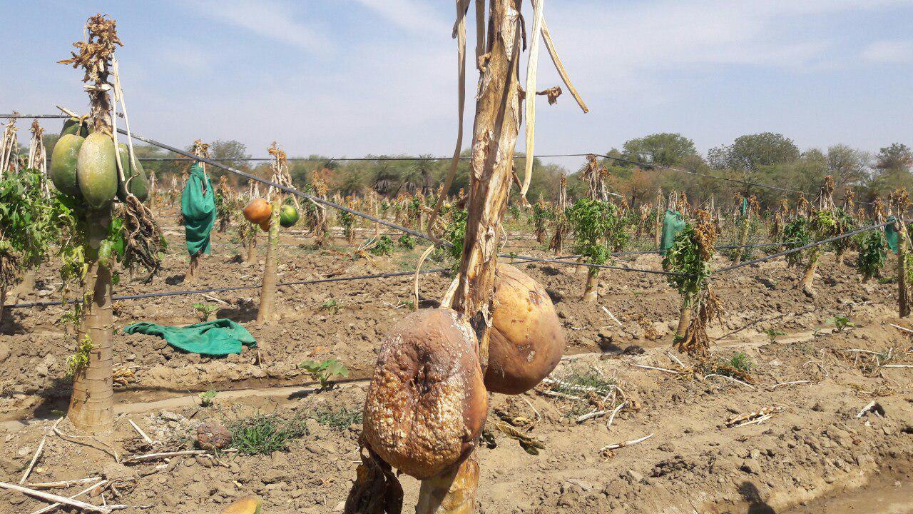 Fry water on farmers' hard work in bhilwara