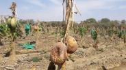 Fry water on farmers' hard work in bhilwara