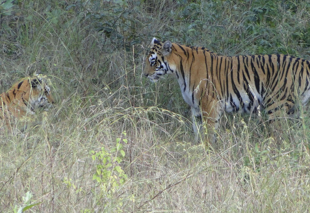 panna tiger reserve