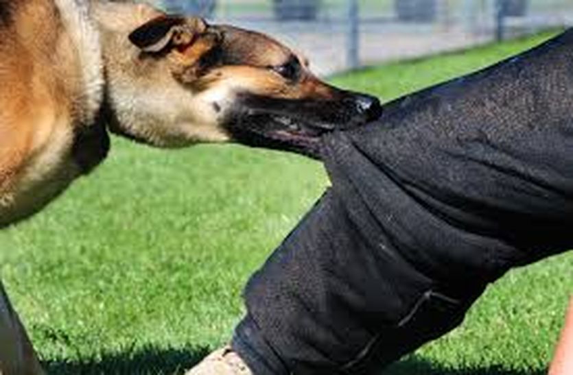 dog bite case increase in summer