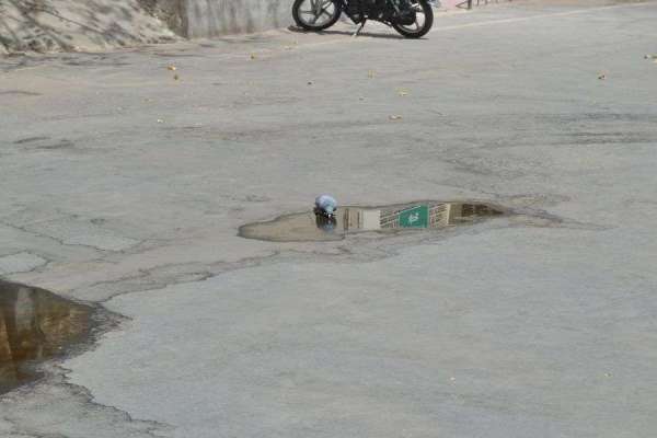 beautiful pics of pigeon