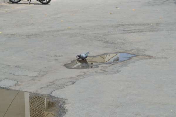 beautiful pics of pigeon