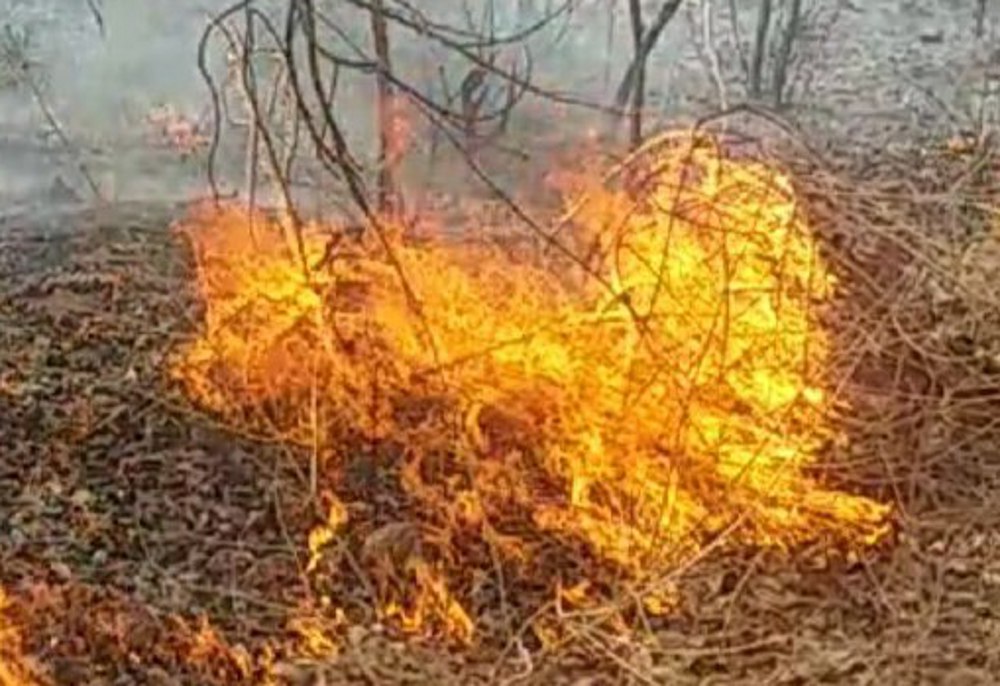 fire in panna tiger reserve