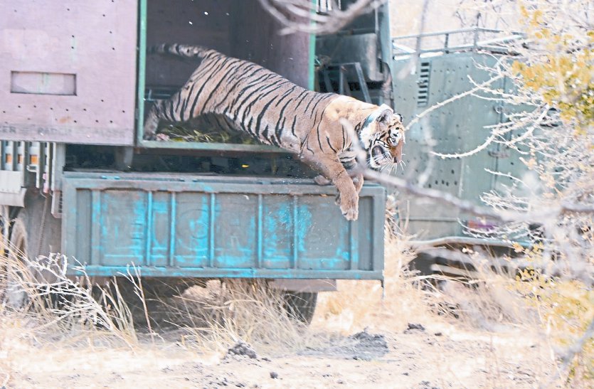 आखिर कौन है वो जो मुकुंदरा में बाधिन लाइटनिंग का बनेगा हमसफर…जानने के लिए पढि़ए खबर