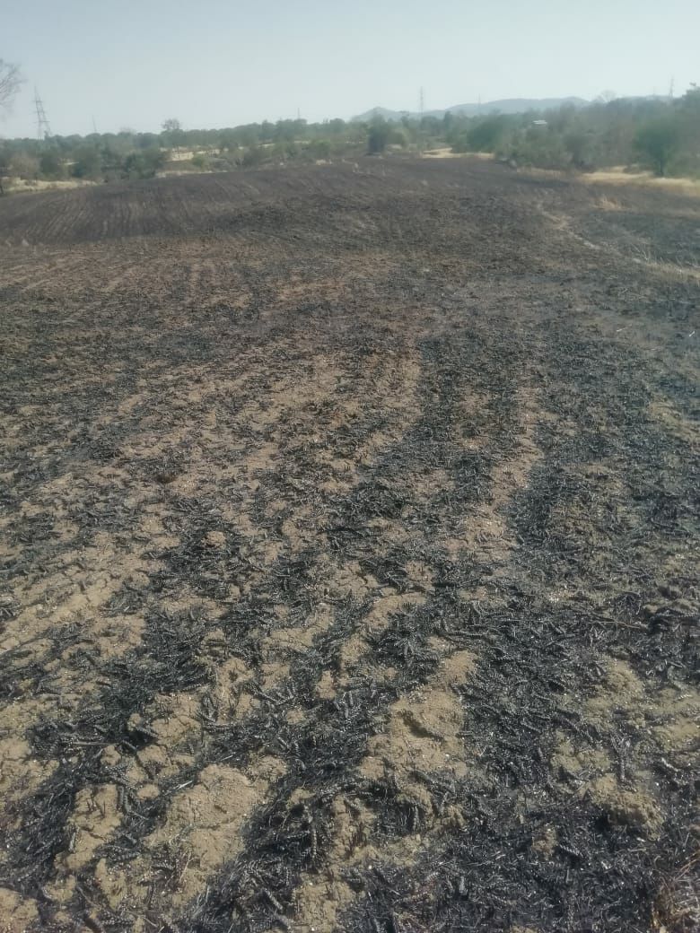Wasted fire, farmed 12 acres of wheat crop