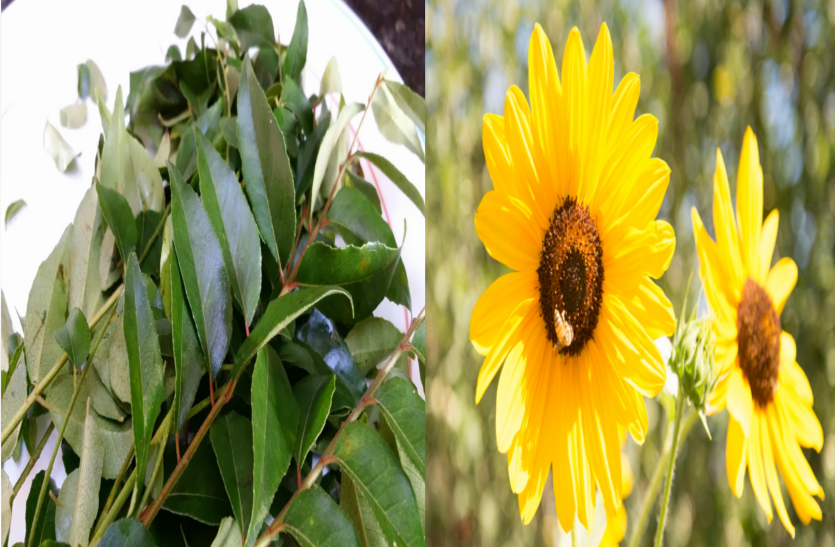 learn-about-the-benefits-of-sweet-neem-and-sunflower