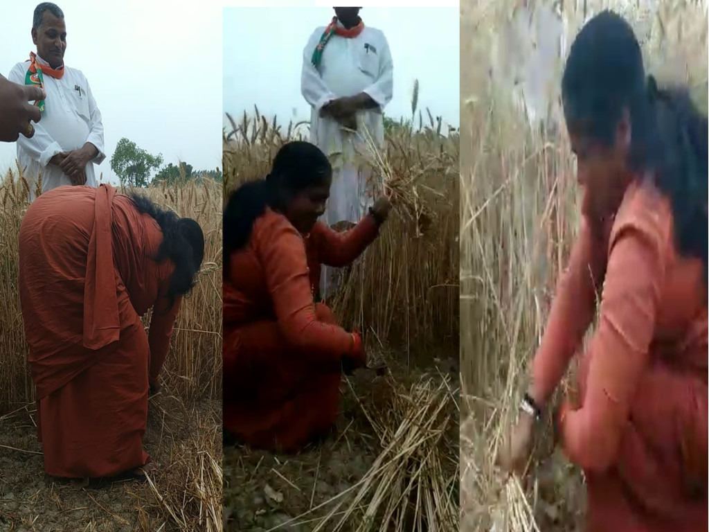 sadhvi Niranjan jyoti cut wheat crop