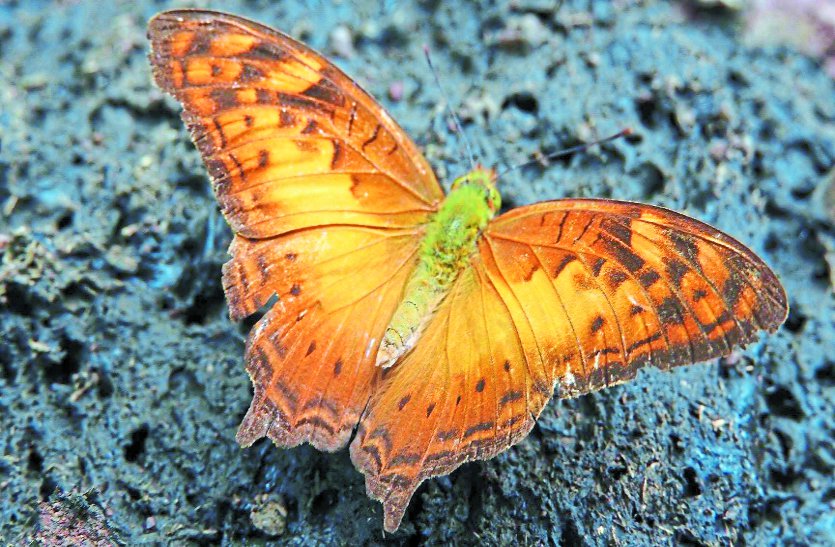 Himalayan vigilant butterfly 