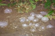 crops damage