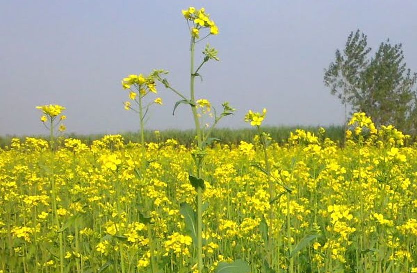 Flowers blooming in stone: Mustard growing in 15 acres stone land