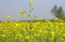 Flowers blooming in stone: Mustard growing in 15 acres stone land