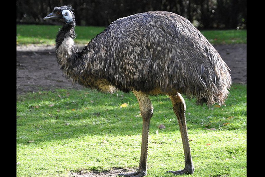 world's second largest bird EMU 