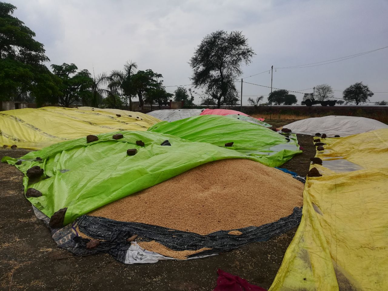 मप्र में बारिश से रोया किसान, बर्बाद हुआ लाखों का गेहूं- देखें वीडियो