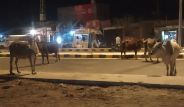 jaisalmer