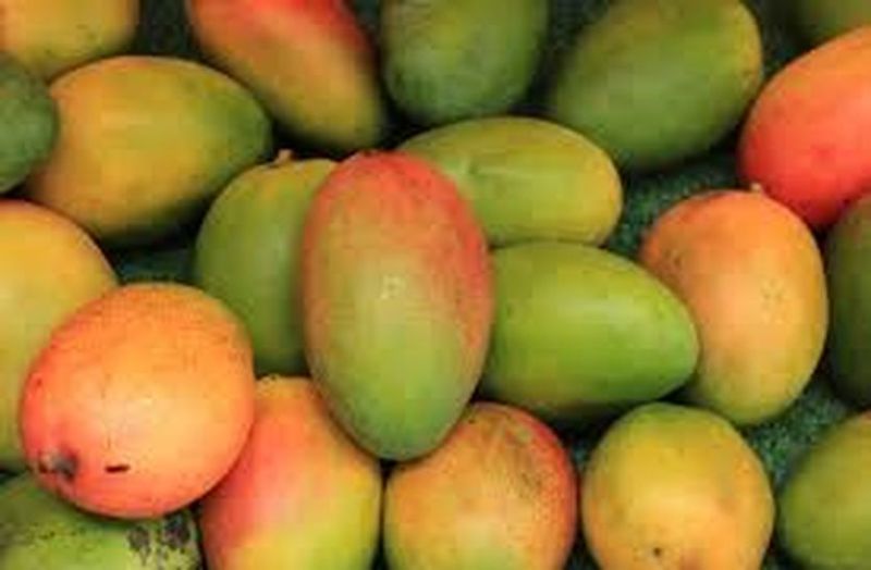 Bumper corping of Mango and blackbarry in Pushkar