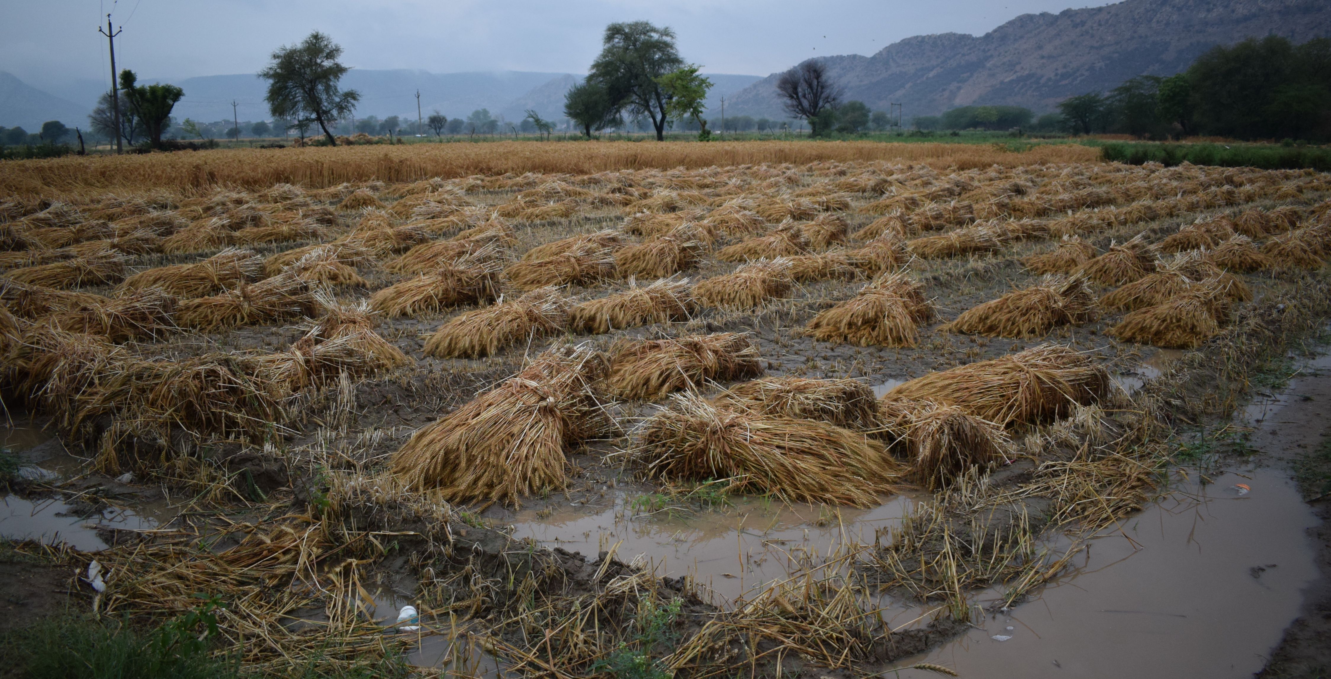 Farmers Loss Due To Hail Storm In Rajasthan