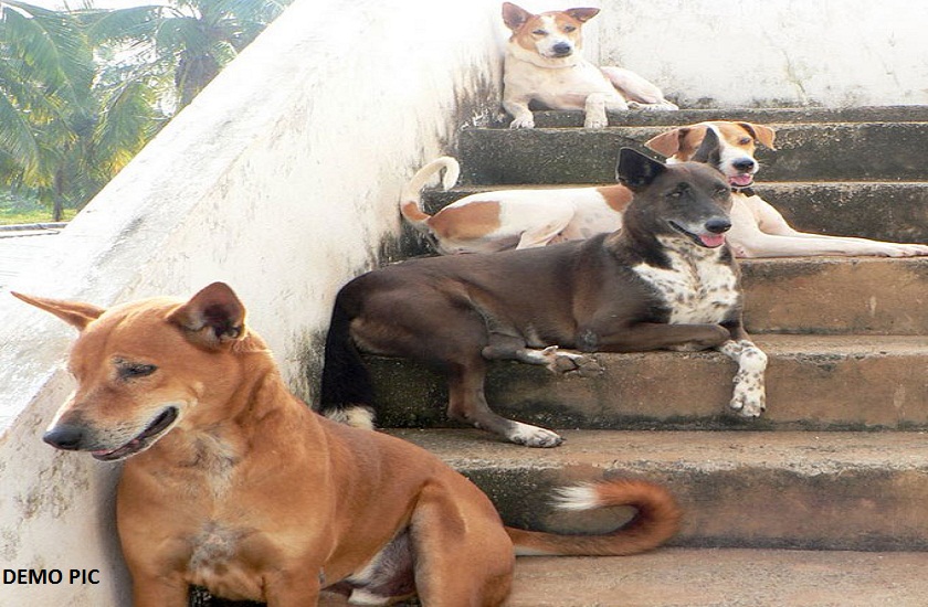 four dogs save life of owner and kill king cobra in bihar